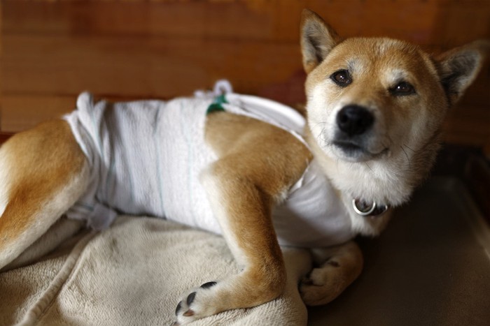 見上げる犬の下にチョコレート