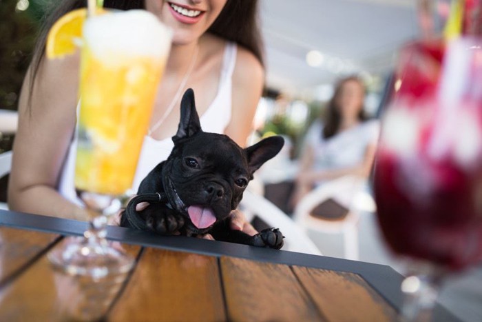 黄色の飲み物と犬