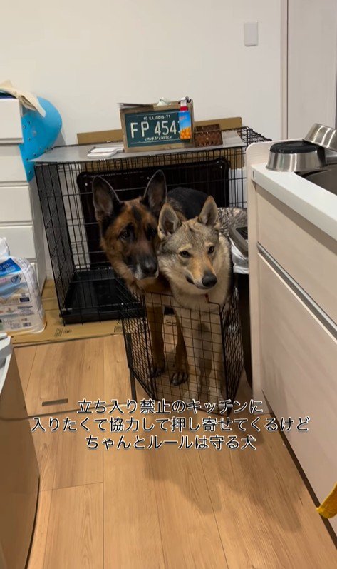 キッチンに入りたいダズくん＆ベネッタちゃん