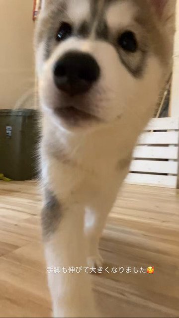 犬の成長記録