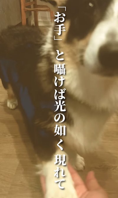 お手する犬