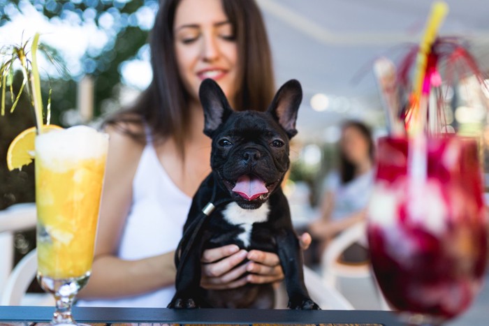 カフェで喜ぶ犬