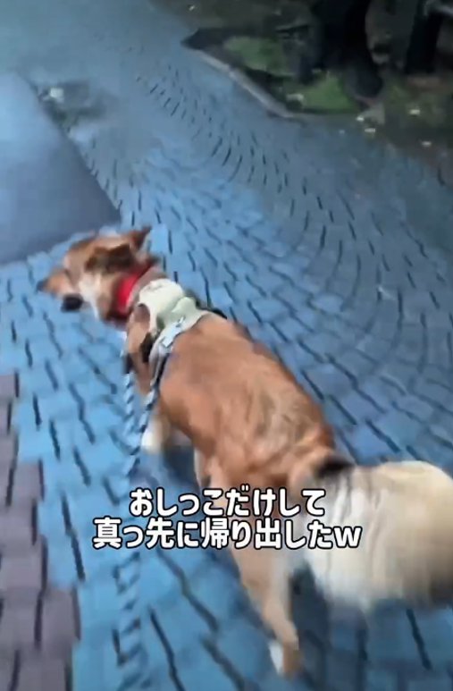 歩く犬2