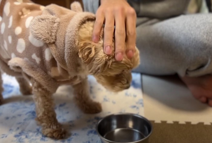 ご飯を食べた犬