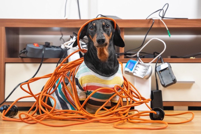 電気コードにからまっている犬