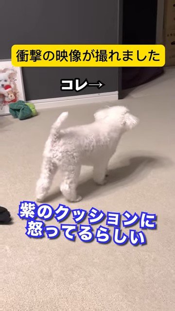 クッションに吠える犬