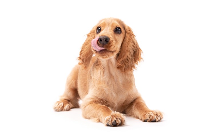 口元を舐めながら伏せる空腹そうな犬