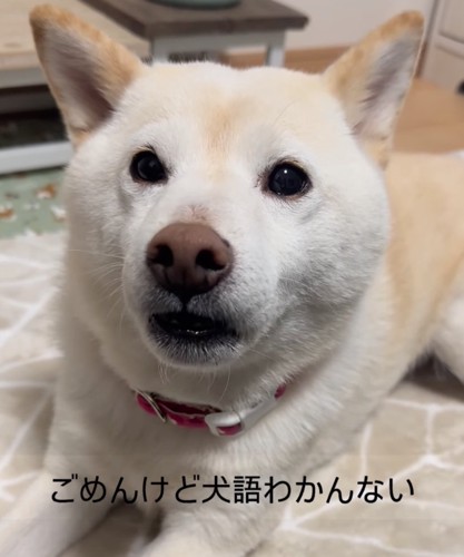 白い柴犬