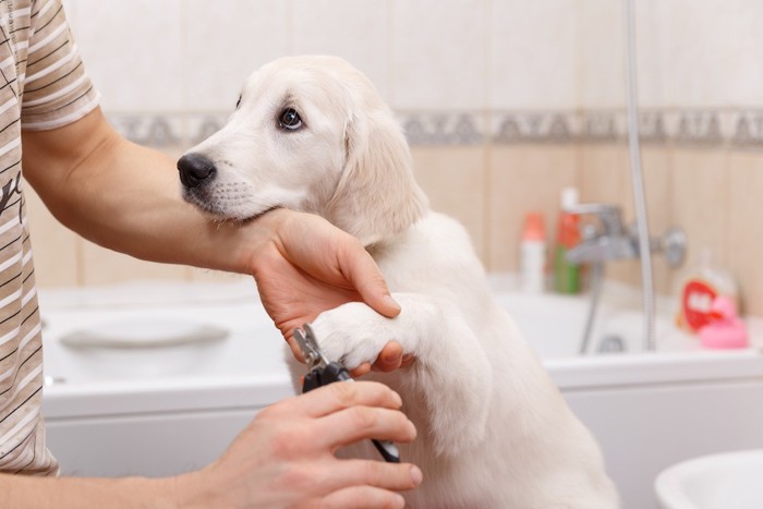 飼い主に爪切りをされている子犬