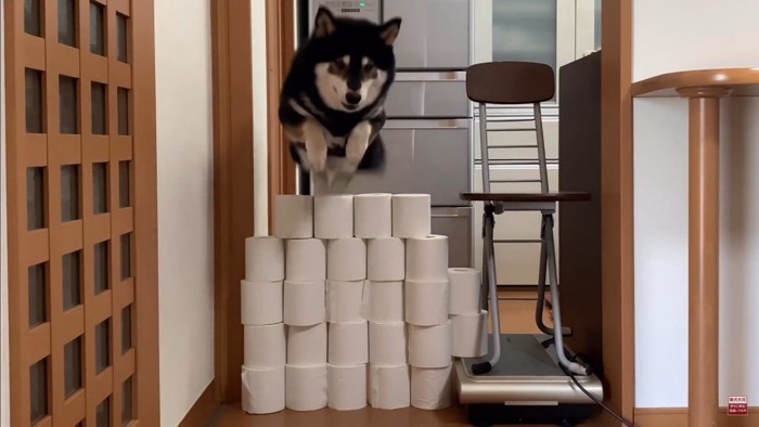 大河くんのトイレットペーパーチャレンジ6