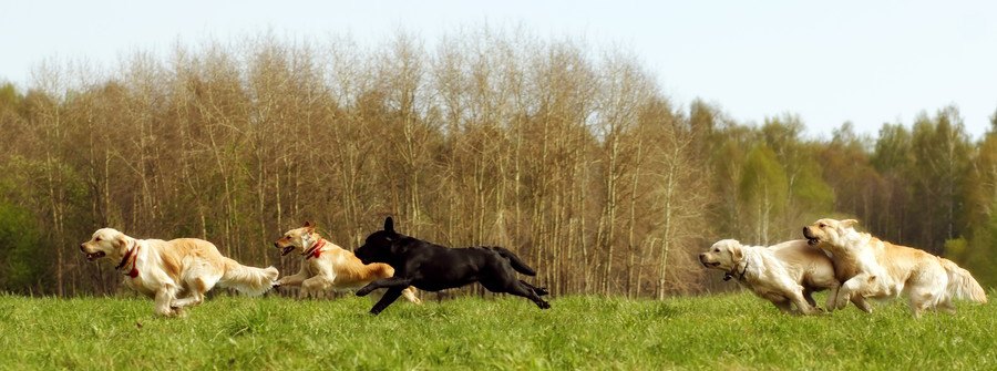 走る犬たち