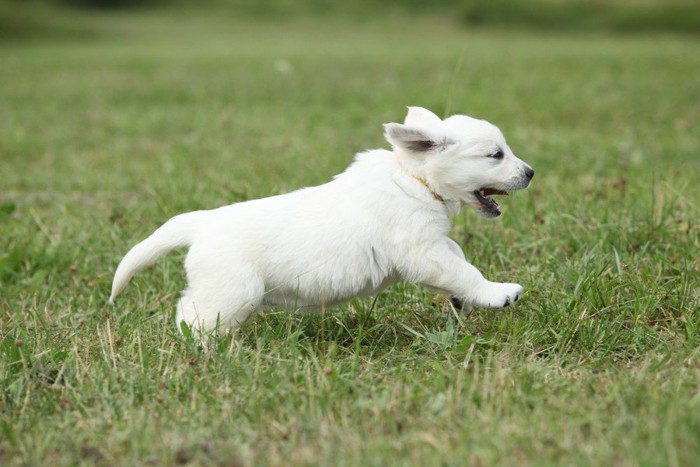 ダッシュする犬