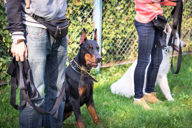 訓練中のがん探知犬