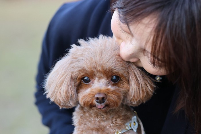 飼い主に甘えるトイ・プードル