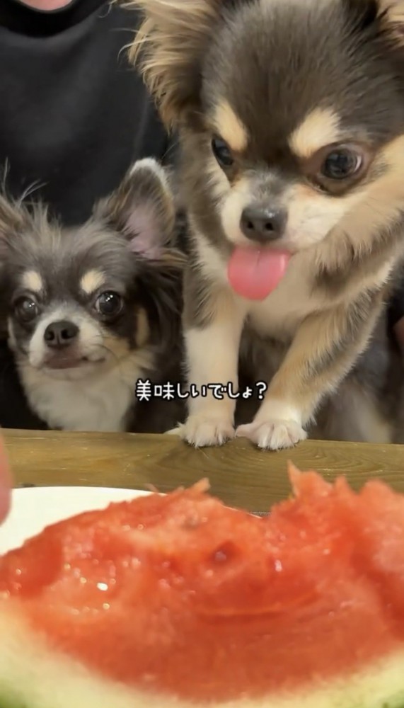 スイカの前で舌を出す犬