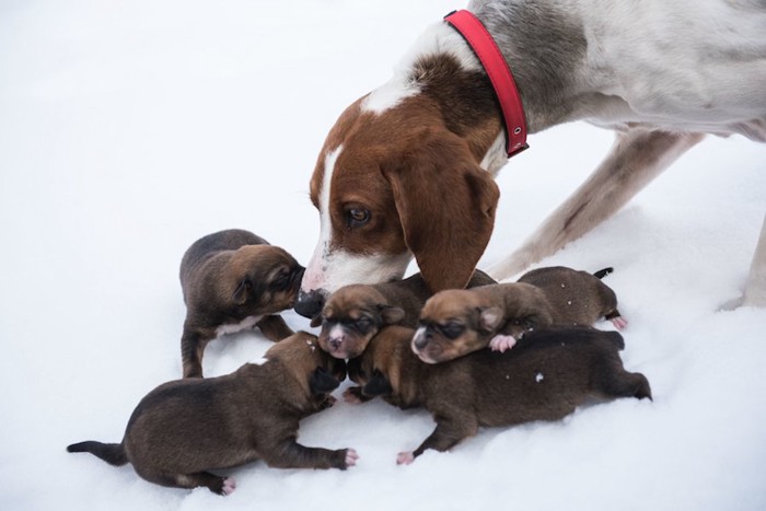 子犬たちの世話をする母犬