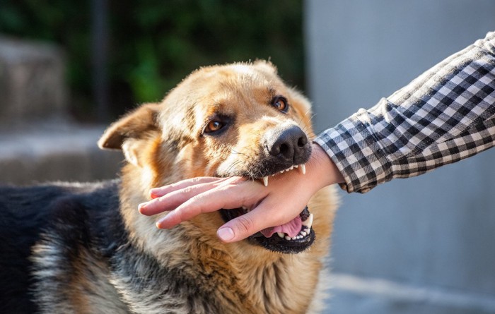 飼い犬に噛まれる