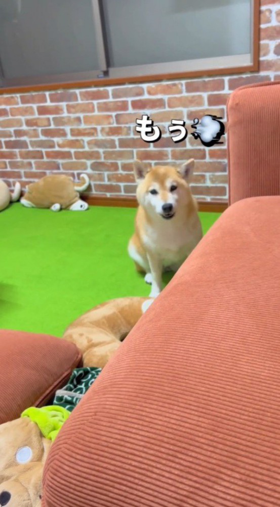 床に座り込んで飼い主を見つめる犬