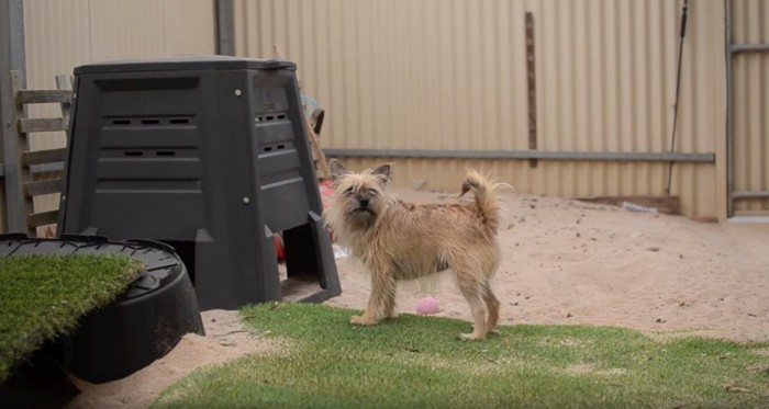 外で遊ぶ犬