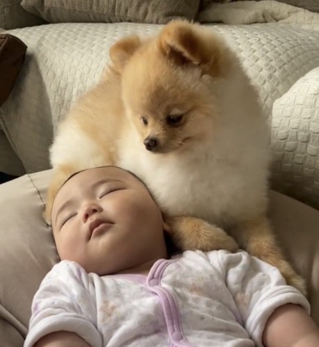赤ちゃんを寝かしつける犬