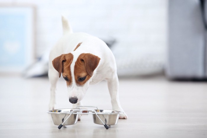 スタンドに置かれたごはんを食べる犬