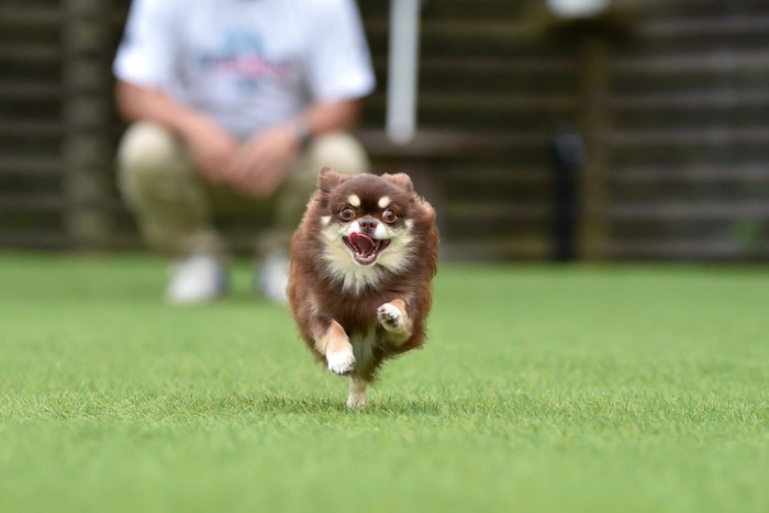 ドッグランで遊ぶチワワ