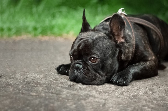 落ち込んでいる犬