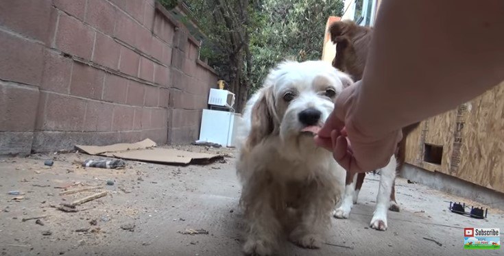 手から食べる白い犬