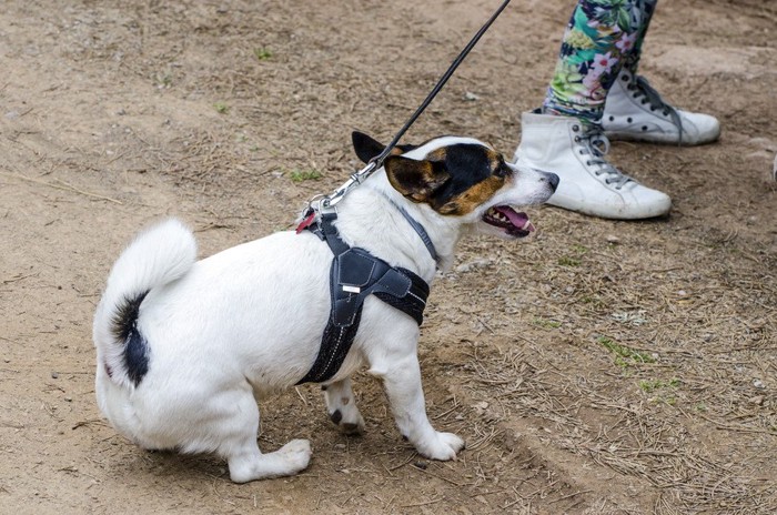 立ち止まって踏ん張る犬