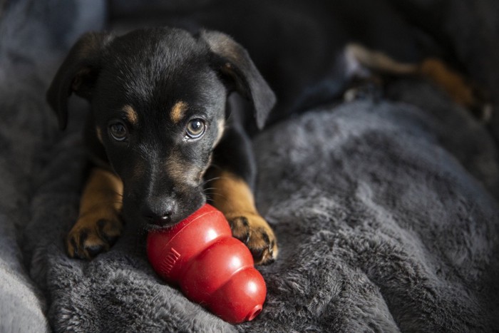 室内でひとり遊びする犬