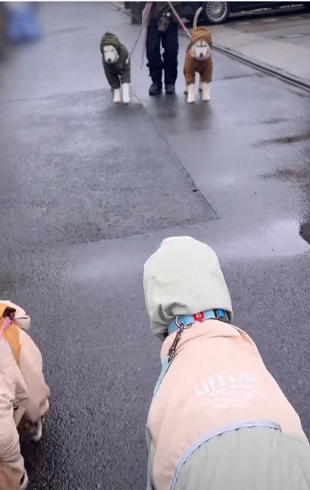 実家のわんこと合流