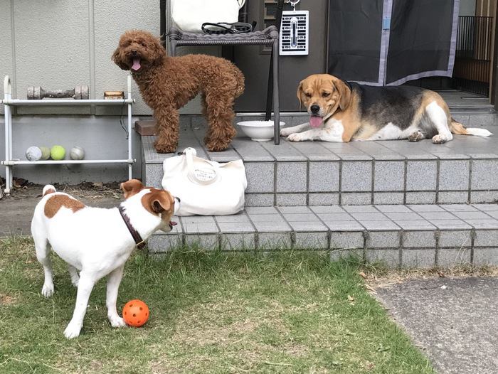 ビーグル犬とトイプーとジャック