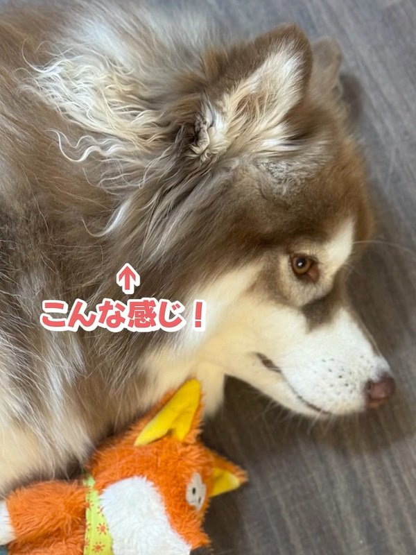 横たわるコスモくん