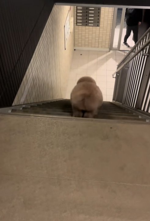 飼い主を迎えに行く小型犬