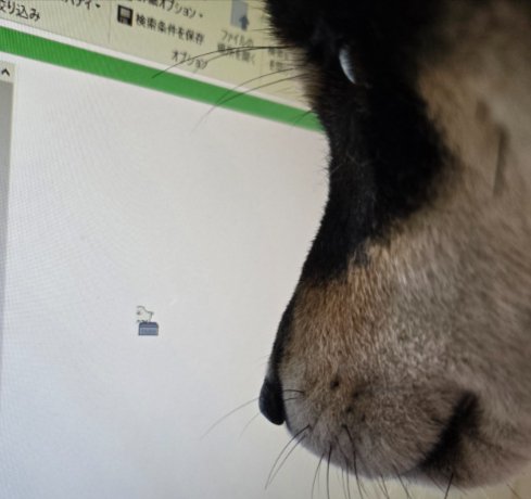 柴犬
