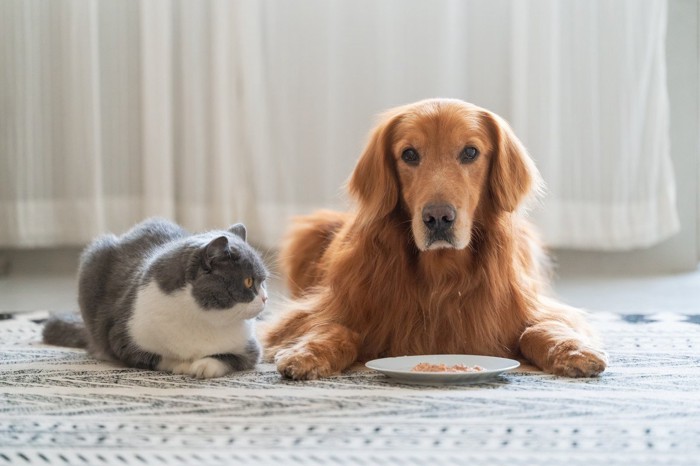 おさらに乗ったチュールを見つめる猫と犬