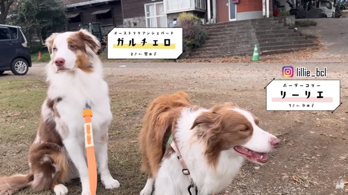 リーリエちゃんとガルチェロくん