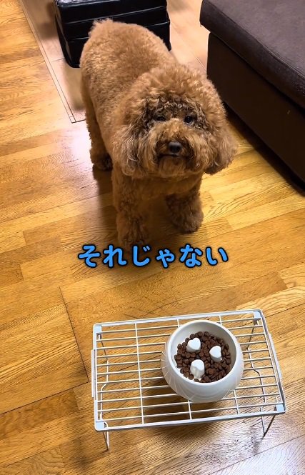 拒否するいっきゅうくん