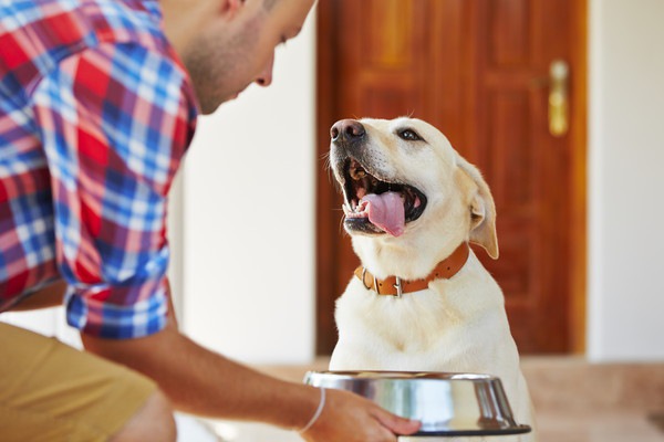 飼い主から食事をもらう嬉しそうな犬