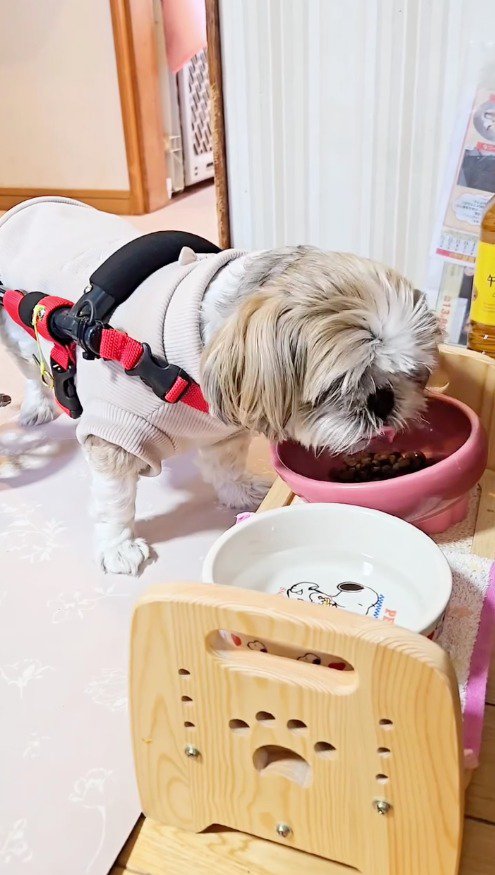 車椅子を着けてごはんを食べる犬