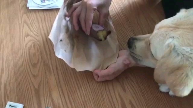 焼き芋みる犬