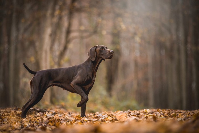 片足を上げてポイントしている犬