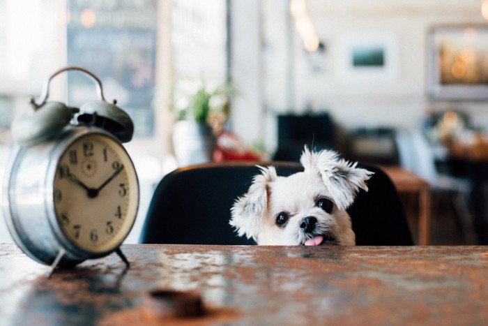 時計を見る犬