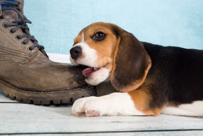 靴のつま先を甘噛みする犬