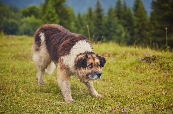 散歩中、何かに驚いた犬