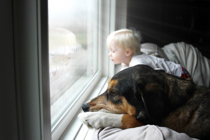 窓の外を見つめる犬と少年