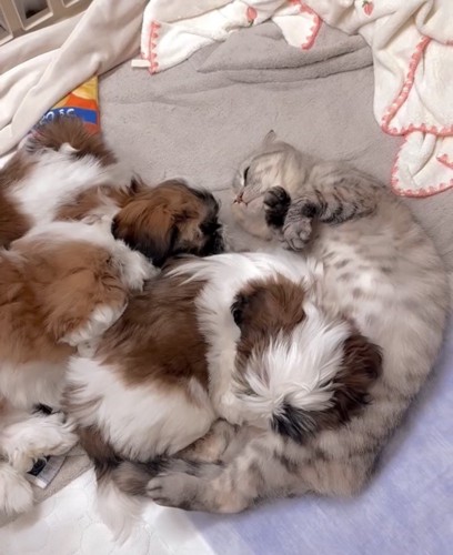 身を寄せ合ってくつろぐ猫と子犬たち