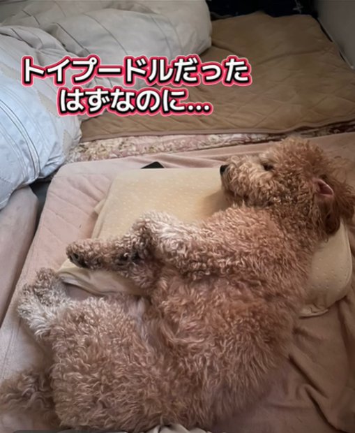 眠る犬4