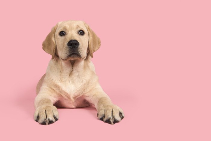 ラブラドール子犬、ピンクの背景