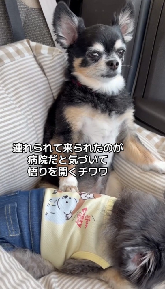 カメラを見つめる犬